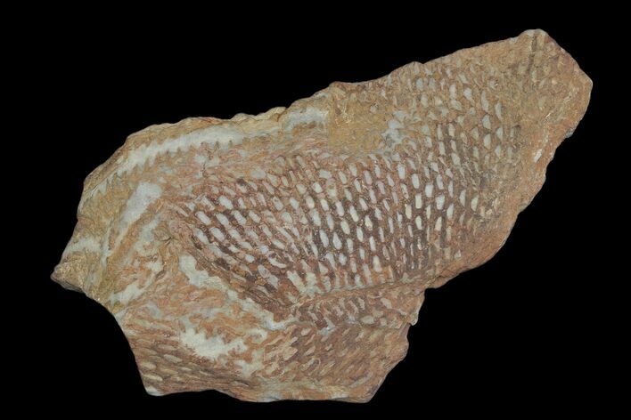 Ordovician Graptolite (Araneograptus) Plate - Morocco #174321